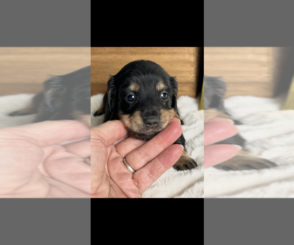 Medium Photo #2 Dachshund Puppy For Sale in NILES, MI, USA
