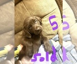 Small Photo #20 Labrador Retriever Puppy For Sale in LINDEN, MI, USA