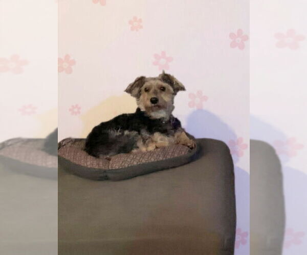 Medium Photo #4 Mutt Puppy For Sale in Aurora, CO, USA