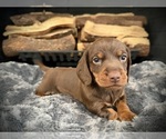 Small Photo #29 Dachshund Puppy For Sale in ROCKWALL, TX, USA