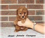 Small #1 Cavapoo
