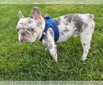 Small #2 French Bulldog