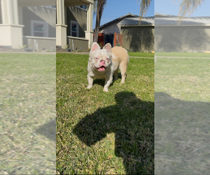 French Bulldog Puppy for sale in POMONA, CA, USA