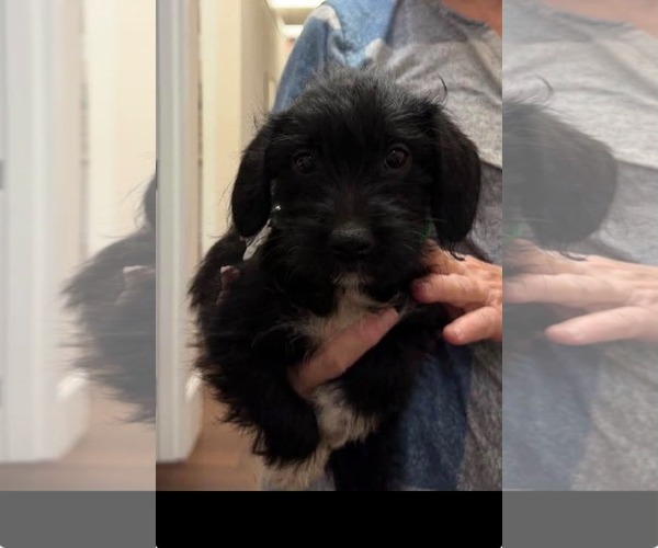 Medium Photo #6 Dachshund-Unknown Mix Puppy For Sale in Holly Springs, NC, USA