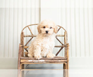 Bichpoo Puppy for Sale in WARSAW, Indiana USA