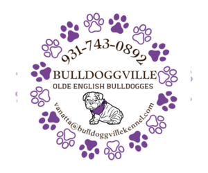 Olde English Bulldogge Puppy for sale in WOODBURY, TN, USA