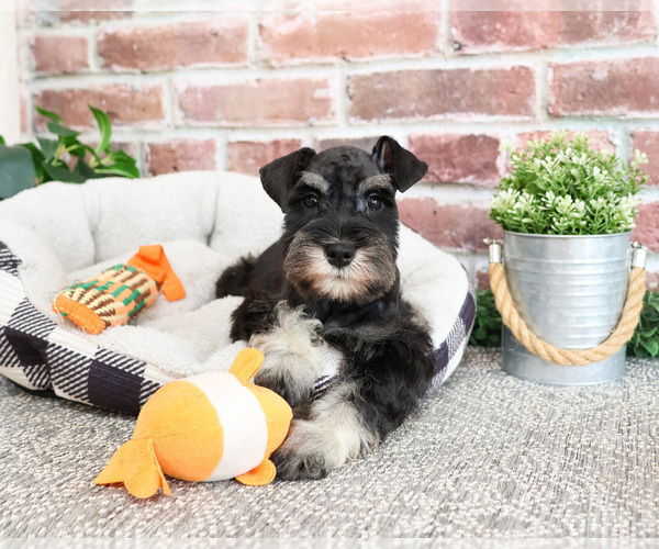 Medium Photo #2 Schnauzer (Miniature) Puppy For Sale in SYRACUSE, IN, USA