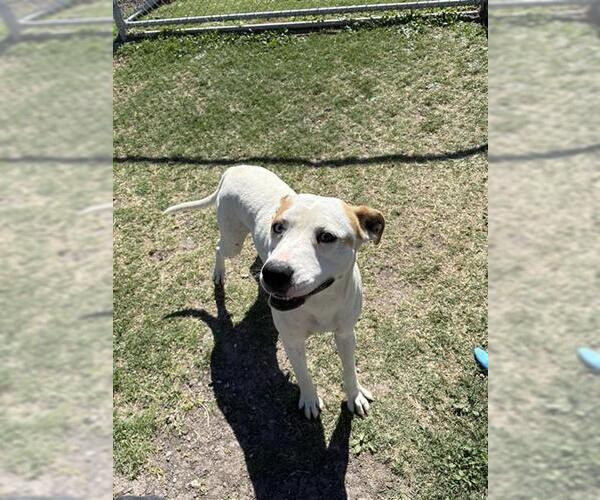 Medium Photo #1 Catahoula Leopard Dog-Parson Russell Terrier Mix Puppy For Sale in Corpus Christi, TX, USA