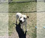 Small Catahoula Leopard Dog-Parson Russell Terrier Mix
