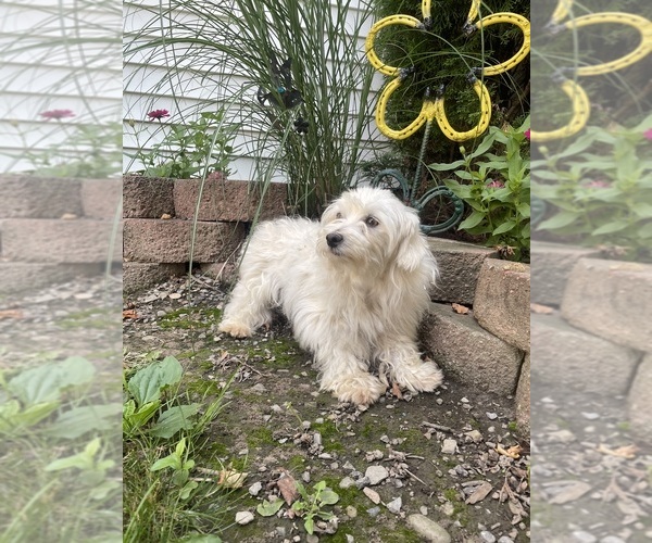Medium Photo #1 Havachon Puppy For Sale in DUNDEE, NY, USA