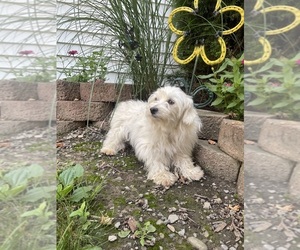 Mother of the Havachon puppies born on 06/02/2025