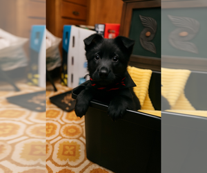 Medium German Shepherd Dog