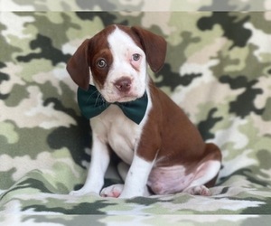Boston Terrier-Cockapoo Mix Puppy for sale in LAKELAND, FL, USA