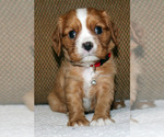 Small #3 Cavalier King Charles Spaniel