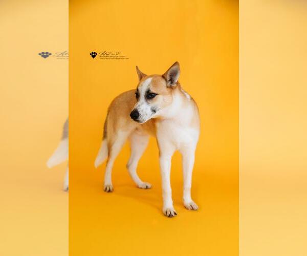 Medium Photo #5 Shiba Inu-Unknown Mix Puppy For Sale in McKinney, TX, USA