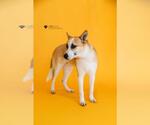 Small #4 Shiba Inu Mix