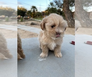 Maltipoo Puppy for Sale in APPLE VALLEY, California USA