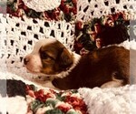 Small Photo #6 Dorgi Puppy For Sale in HURST, IL, USA