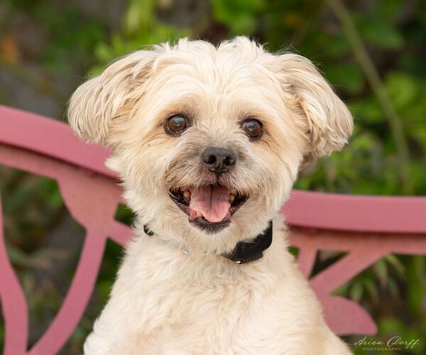 Medium Photo #1  Puppy For Sale in , 