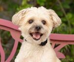 Small Photo #1  Puppy For Sale in , 