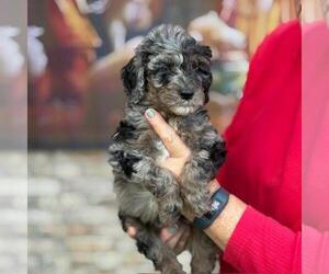 Goldendoodle Litter for sale in JACKSONVILLE, FL, USA