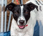 Small #5 Labrador Retriever Mix