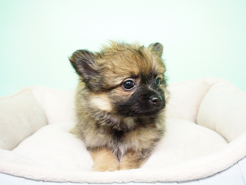 Medium Photo #3 Pomeranian Puppy For Sale in LA MIRADA, CA, USA