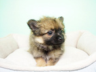 Small Photo #3 Pomeranian Puppy For Sale in LA MIRADA, CA, USA