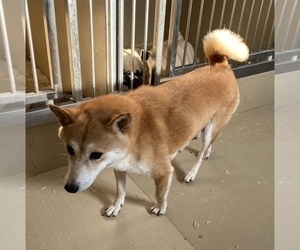 Mother of the Shiba Inu puppies born on 01/28/2022