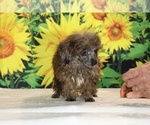 Spirit - Male Poodle (Toy) Puppy for Sale - Photo #33