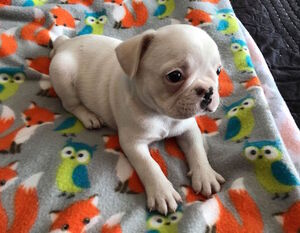 French Bulldog Puppy for sale in CHARLESTON, SC, USA