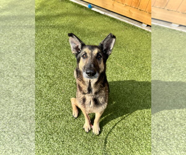 Medium Photo #2 German Shepherd Dog-Unknown Mix Puppy For Sale in Hilton Head, SC, USA