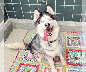 Siberian Husky Dogs for adoption in Rancho Cucamonga, CA, USA