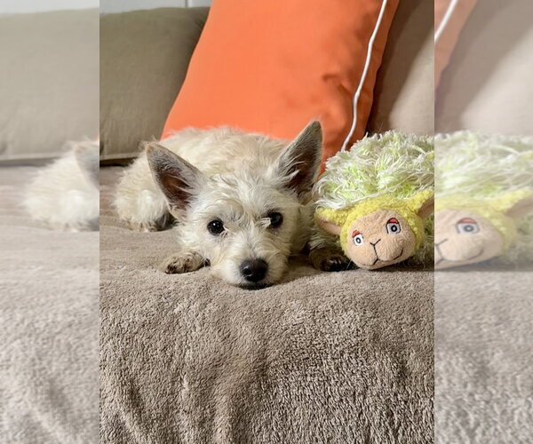 Medium Photo #2 Mutt Puppy For Sale in San Leon, TX, USA