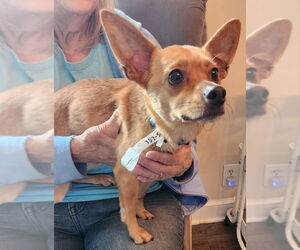 Chihuahua-Unknown Mix Dogs for adoption in Fairfax, VA, USA