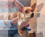 Small Chihuahua Mix