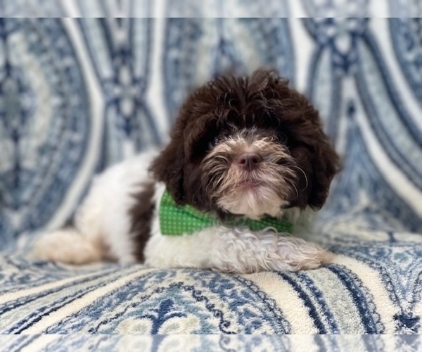 Medium Photo #4 ShihPoo Puppy For Sale in LAKELAND, FL, USA
