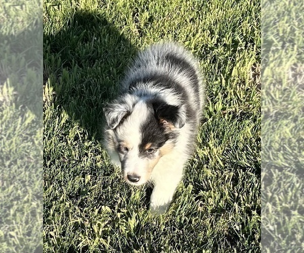 Medium Photo #7 Shetland Sheepdog Puppy For Sale in FORT MORGAN, CO, USA