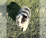 Small #6 Shetland Sheepdog