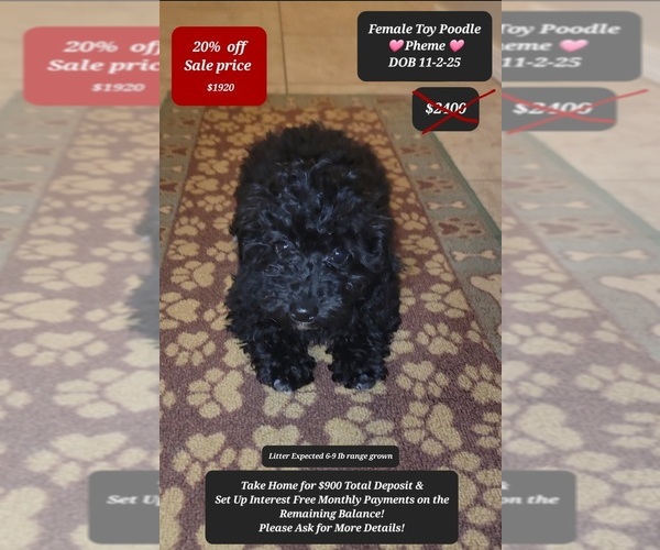 Medium Photo #1 Poodle (Toy) Puppy For Sale in TUCSON, AZ, USA