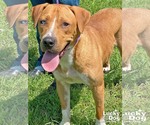 Small #7 Retriever  Mix