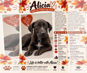 Mutt Dogs for adoption in Woodbury, NY, USA