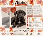 ALICIA - Female Mutt Dog for Adoption - Small photo