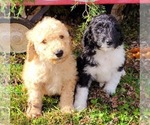 Small Photo #6 Labradoodle Puppy For Sale in VERGENNES, IL, USA