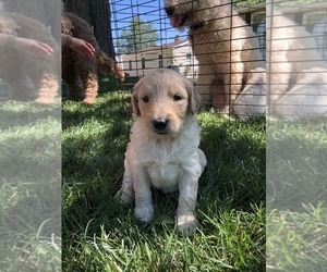 Goldendoodle Puppy for sale in PORTAGE, MI, USA