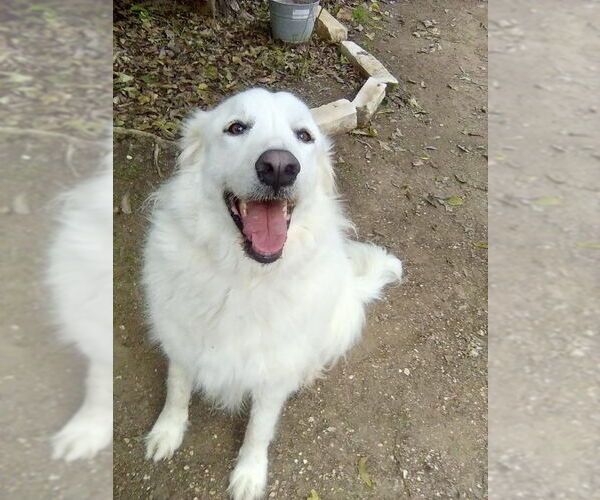 Medium Photo #2 Great Pyrenees Puppy For Sale in Spring, TX, USA