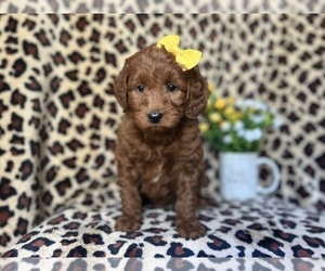 Miniature Labradoodle Puppy for sale in LAKELAND, FL, USA