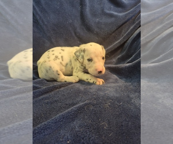 Medium Photo #2 Dalmatian Puppy For Sale in LEIPSIC, OH, USA