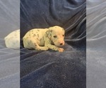 Small #1 Dalmatian