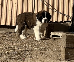 Saint Bernard Puppy for sale in BELMONT, WI, USA